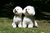 BICHON FRISE 601